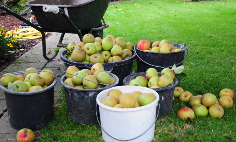 Die Streuobstwiese als Naturoase und Naschparadies entdecken