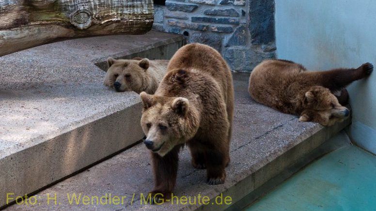 „Unsere“ drei Bären aus dem Tierpark Odenkirchen ziehen um in den BÄRENWALD Müritz