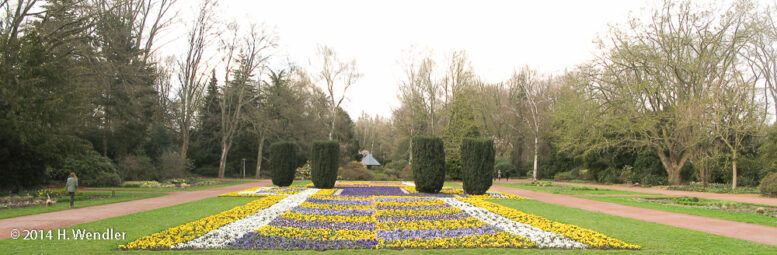 Bunter Garten: Kirschblüte und 30.000 Stiefmütterchen sorgen für Frühlingsstimmung