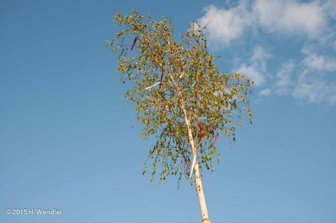 Städtischer Maibaumverkauf am Birkmannsweg am Samstag