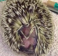 16-05-22-verletzte-igel-