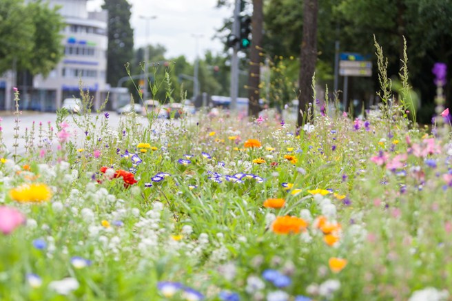 Saatgutbibliothek: Workshop Samenernte und Vorbereitung auf das neue Gartenjahr