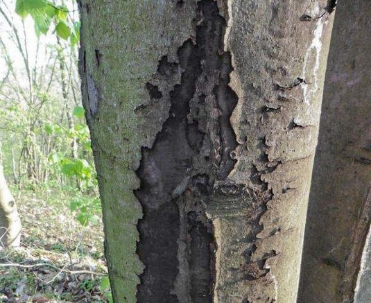 Ahorne im Stadtwald von Rußrindenkrankheit betroffenBaumfällungen am Montag