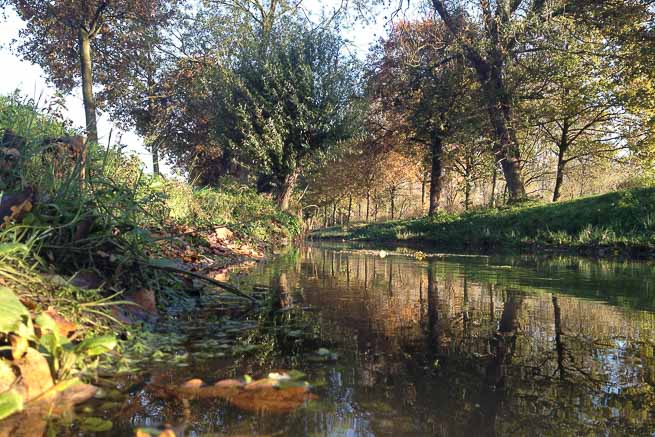 Starkregen führt zu Fischsterben in der Niers