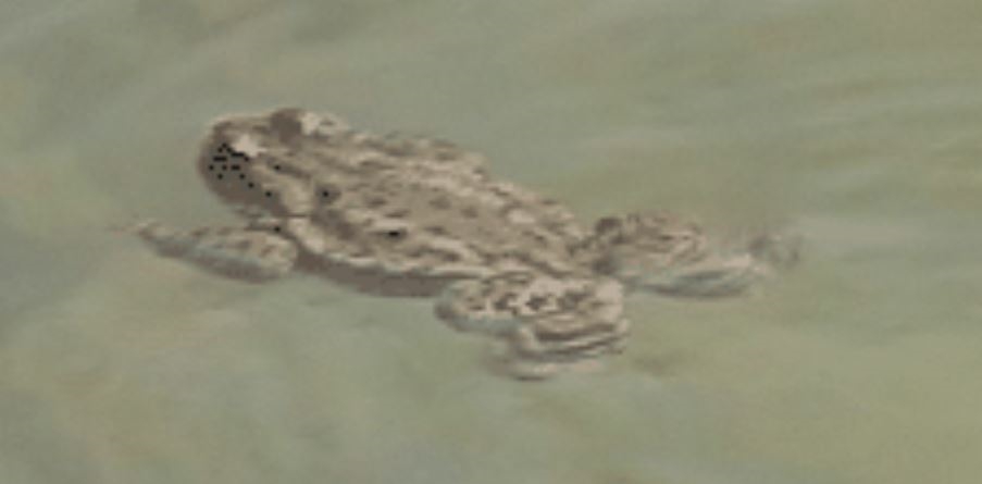 Wer möchte Amphibien kennenlernen und helfen diese zu schützen
