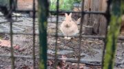 Hase hinter Gittern