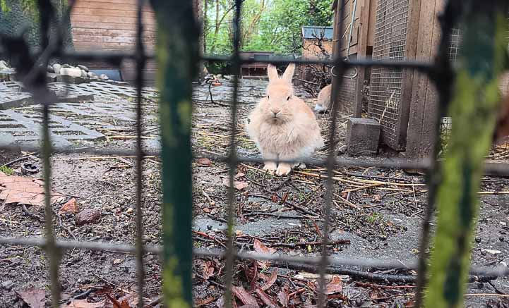 Hase hinter Gittern