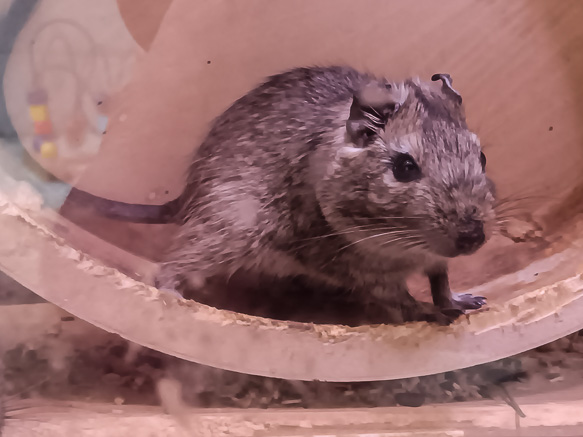 Tierisch, tierisch – ein paar Degus zuviel