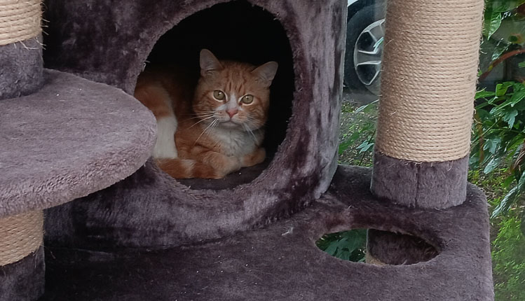 Tierisch – tierisch – Ronny der Wächter im Turm
