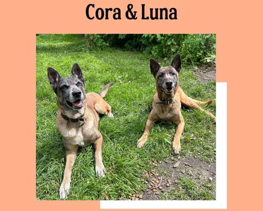 Tierisch – tierisch – Cora & Luna