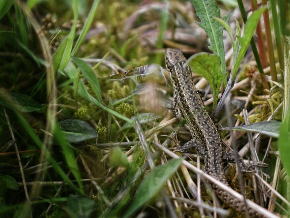 Reptilienfunde in Mönchengladbach melden