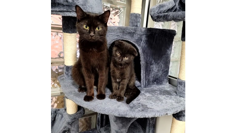 Tierisch – tierisch – Peach & Luigi