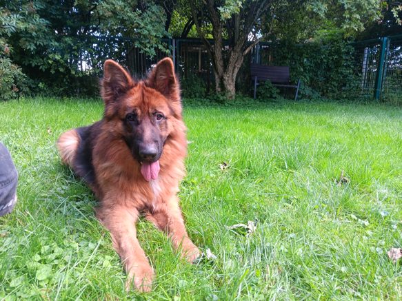 Schäferhund