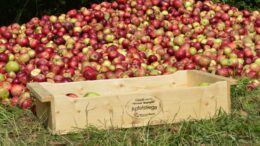 Auf der Streuobstwiese am Haus Horst dreht sich am 21. September wieder alles um den Apfel. ©Jens Engels/Naturschutzstation Haus Wildenrath