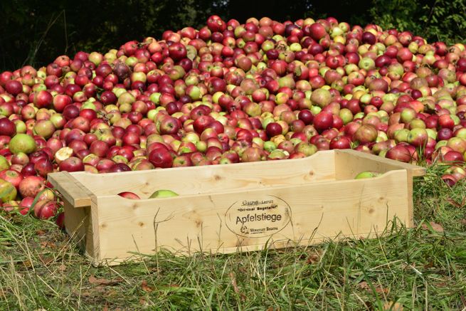 Auf der Streuobstwiese am Haus Horst dreht sich am 21. September wieder alles um den Apfel. ©Jens Engels/Naturschutzstation Haus Wildenrath