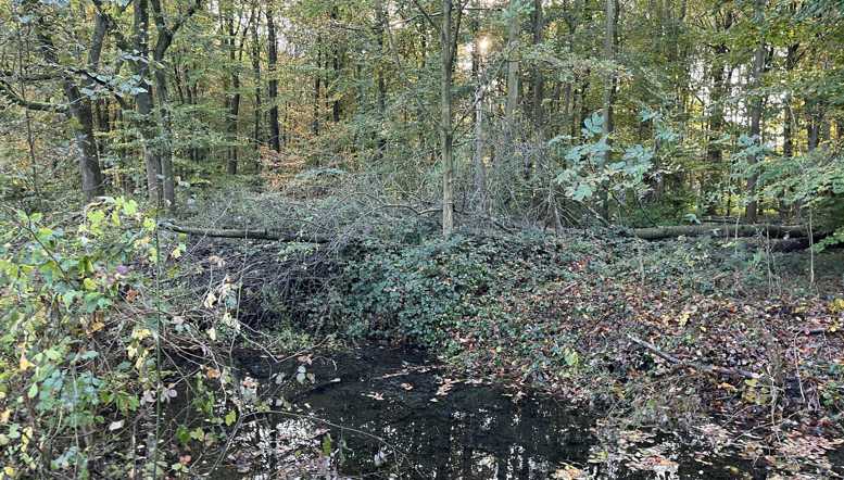 Naturnaher Wald sieht anders aus