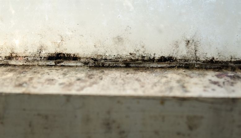 Was tun bei Schimmelbefall?