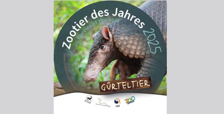 Gürteltier ist Zootier des Jahres 2025