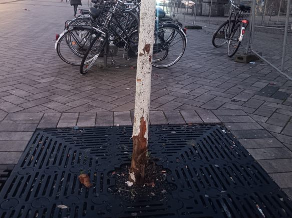 Bäume in Not