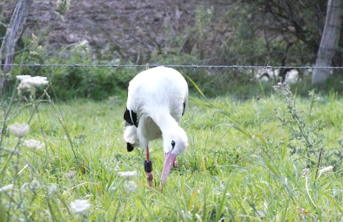 Mal- und Schreibwerkstatt zum „Einsamen Storch”