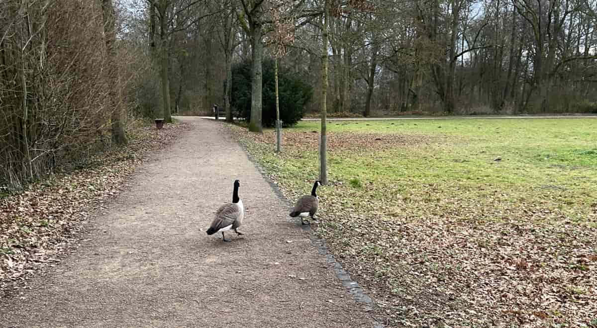 Geflügelpest bei Wildvögeln in Mönchengladbach offiziell bestätigt