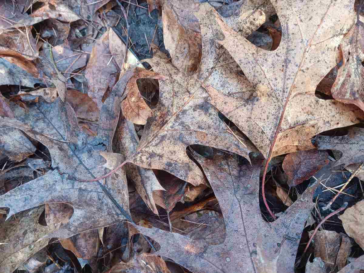 Der Hardter Wald