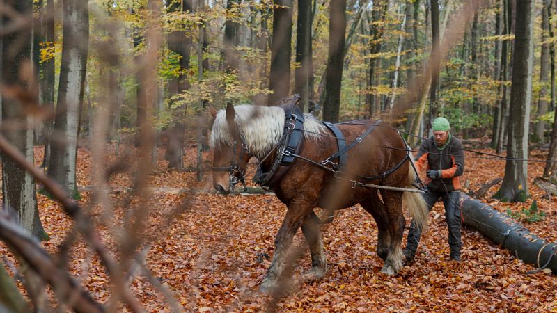 mags: Rückepferde für naturnahe Waldpflege