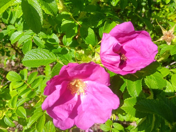 Der heimische Garten