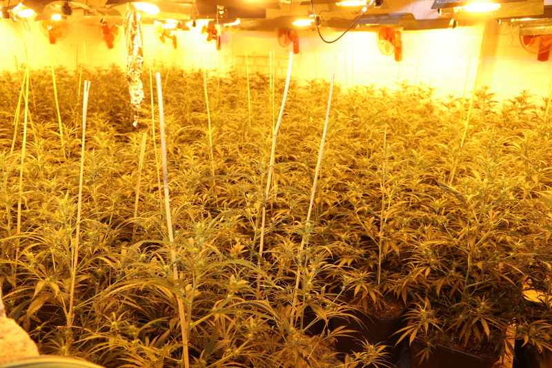 Cannabisplantage mit etwa 1.000 Pflanzen gefunden